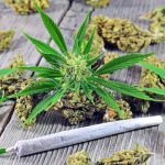 university-of-connecticut-new-class-on-cannabis-already-full-for-spring-semester