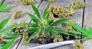 university-of-connecticut-new-class-on-cannabis-already-full-for-spring-semester