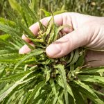 PA-removes-restrictions-on-industrial-hemp