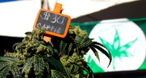a-look-back-at-one-year-of-adult-use-marijuana-sales-in-california