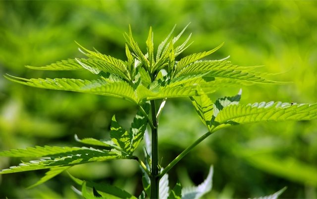 why-CBD-is-beneficial-for-those-who-use-high-THC-strains-cbd-vape-juice