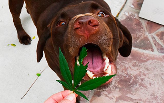 CA-introduces-bill-to-allow-veterinarians-to-recommend-cannabis-for-pets