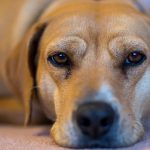 how-CBD-oil-can-help-relieve-your-dogs-chronic-pain-dog-dream-cbd