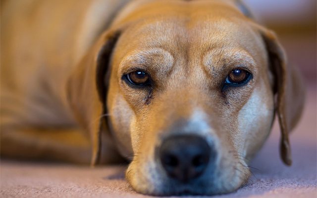 how-CBD-oil-can-help-relieve-your-dogs-chronic-pain-dog-dream-cbd