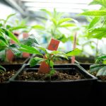 basic-tips-for-growing-your-own-weed