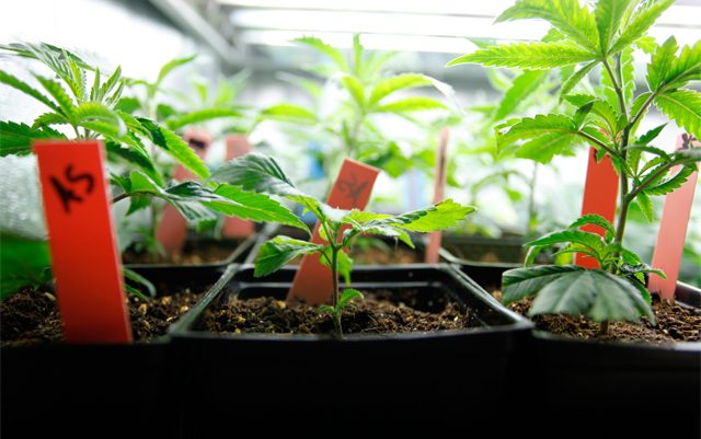basic-tips-for-growing-your-own-weed