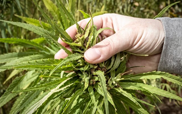 hemp-laws-causing-less-people-to-be-arrested-for-marijuana