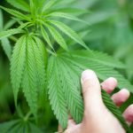 new-bill-introduced-to-end-federal-marijuana-prohibition