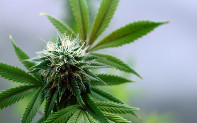 australias-capital-legalized-recreational-cannabis