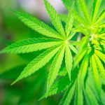 PA-senators-propose-law-to-legalize-cannabis