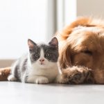 is-CBD-safe-for-pets-ultimate-guide-natures-arc-organics