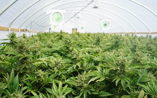 cannabis-companies-in-maine-prepare-for-the-long-licensing-process