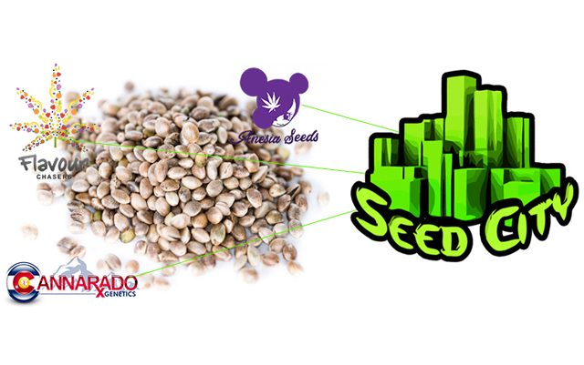 best-cannabis-seed-bank-2020