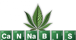 germinate old cannabis seeds