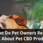 CBD-for-Pets-Survey-What-Do-Pet-Owners-Really-Think-about-Pet-CBD-Products