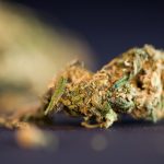 bidens-marijuana-promises-remain-mostly-unfulfilled
