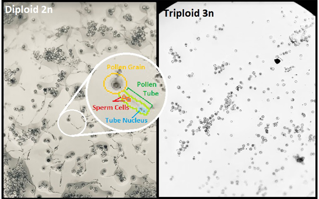 Diploid_Triploid comparison Dark Heart Industries