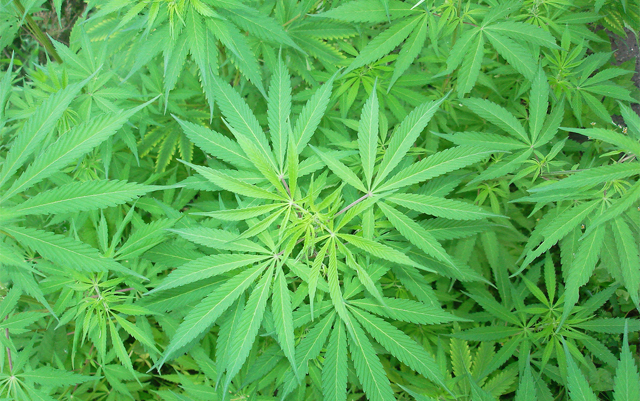 WV-house-passes-bill-to-limit-companies-for-marijuana-testing