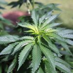 US-house-passes-cannabis-decriminalization-bill