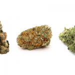 Popular Cannabis Strains – Weedsies