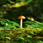 magic-mushroom-safety-tips