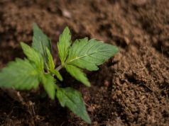 NJ Governor Open to Potentially Allowing Homegrown Cannabis, This Year’s U.S. Hemp Harvest is Expected to Be Half of Last Year’s, and Cannabis Cultivator in Mississippi Ordered to Destroy Plants nj-governor-open-to-allowing-homegrown-cannabis