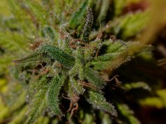 U.S. Senate Approves Cannabis Research Legislation, MMJ Caregivers in Maine Can Resume Pre-roll Sales, and NY Cannabis Regulators May Issue First Licenses on Monday us-senate-approves-medical-marijuana-research-bill