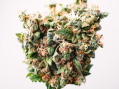 Strain Review: Three Cannabis Strains for The Holidays strain-review-three-cannabis-strains-for-the-holidays