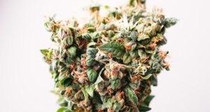 Strain Review: Three Cannabis Strains for The Holidays strain-review-three-cannabis-strains-for-the-holidays