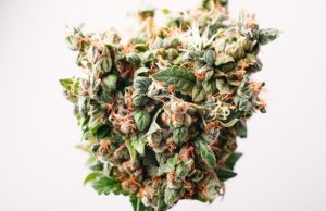 Strain Review: Three Cannabis Strains for The Holidays strain-review-three-cannabis-strains-for-the-holidays