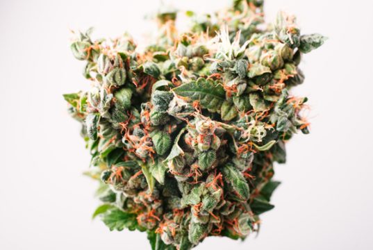 Strain Review: Three Cannabis Strains for The Holidays strain-review-three-cannabis-strains-for-the-holidays