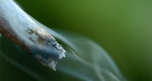 Three Cannabis Strains That Are Perfect for Beginners cannabis-strains-for-beginners