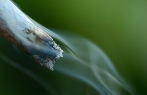 Three Cannabis Strains That Are Perfect for Beginners cannabis-strains-for-beginners
