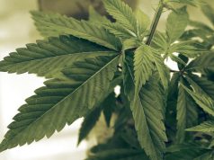 Three of the Best Cannabis Strains for Pain Relief three-cannabis-strains-to-help-with-pain-relief