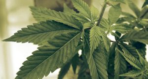 Three of the Best Cannabis Strains for Pain Relief three-cannabis-strains-to-help-with-pain-relief