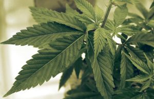 Three of the Best Cannabis Strains for Pain Relief three-cannabis-strains-to-help-with-pain-relief