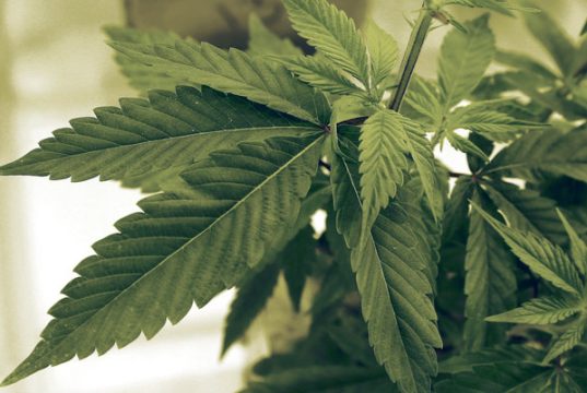Three of the Best Cannabis Strains for Pain Relief three-cannabis-strains-to-help-with-pain-relief