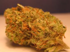 Three Hard-to-Find Cannabis Strains three-rare-cannabis-strains