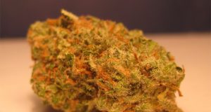 Three Hard-to-Find Cannabis Strains three-rare-cannabis-strains