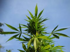 What are Some of the Best Cannabis Strains for Relieving Stress? best-cannabis-strains-for-stress-relief