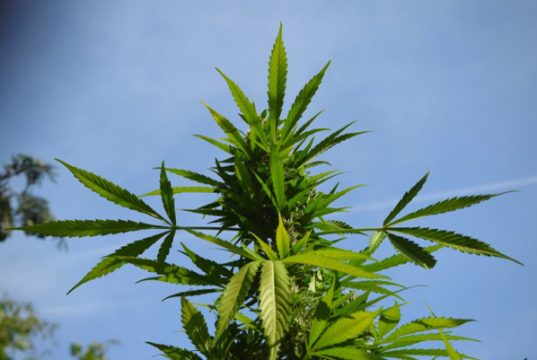 What are Some of the Best Cannabis Strains for Relieving Stress? best-cannabis-strains-for-stress-relief