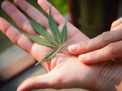 What Are the Best Cannabis Strains for Improving Focus? strains-for-improving-focus