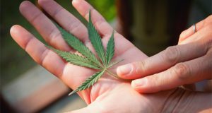 What Are the Best Cannabis Strains for Improving Focus? strains-for-improving-focus