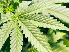 What Cannabis Strains Are Best to Stimulate Appetite? best-cannabis-strains-for-appetite-stimulation