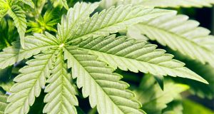 What Cannabis Strains Are Best to Stimulate Appetite? best-cannabis-strains-for-appetite-stimulation