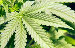 What Cannabis Strains Are Best to Stimulate Appetite? best-cannabis-strains-for-appetite-stimulation