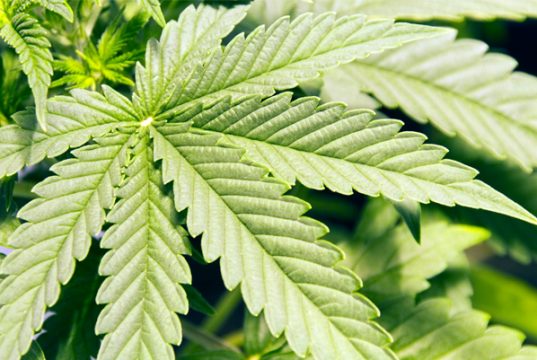 What Cannabis Strains Are Best to Stimulate Appetite? best-cannabis-strains-for-appetite-stimulation