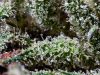 What Are Some of the Best Marijuana Strains for a Euphoric High? most-euphoric-cannabis-strains