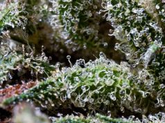 What Are Some of the Best Marijuana Strains for a Euphoric High? most-euphoric-cannabis-strains