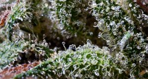 What Are Some of the Best Marijuana Strains for a Euphoric High? most-euphoric-cannabis-strains
